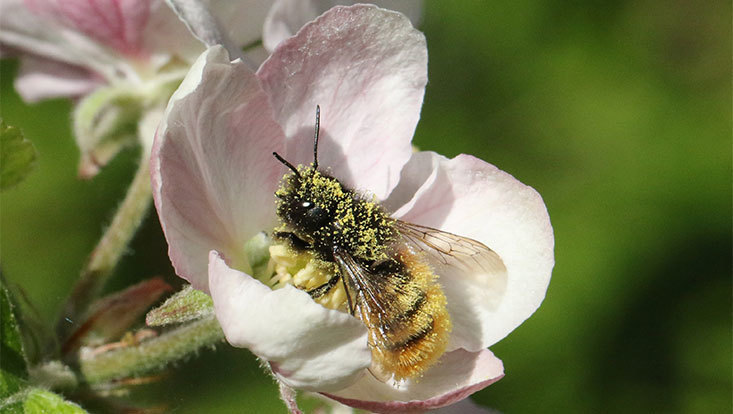 733x414 osmia cornuta